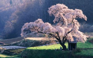 Cherry-Tree-Japan-300x187